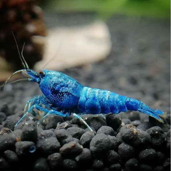 Freshwater Invertebrates