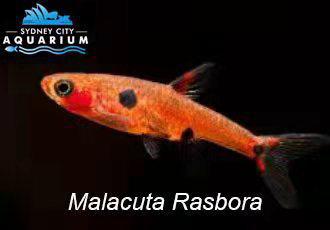 Maculata rasbora (Dwarf Rasbora)