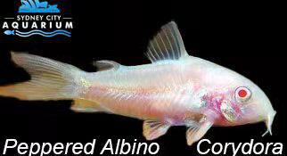 Corydoras - Peppered Albino