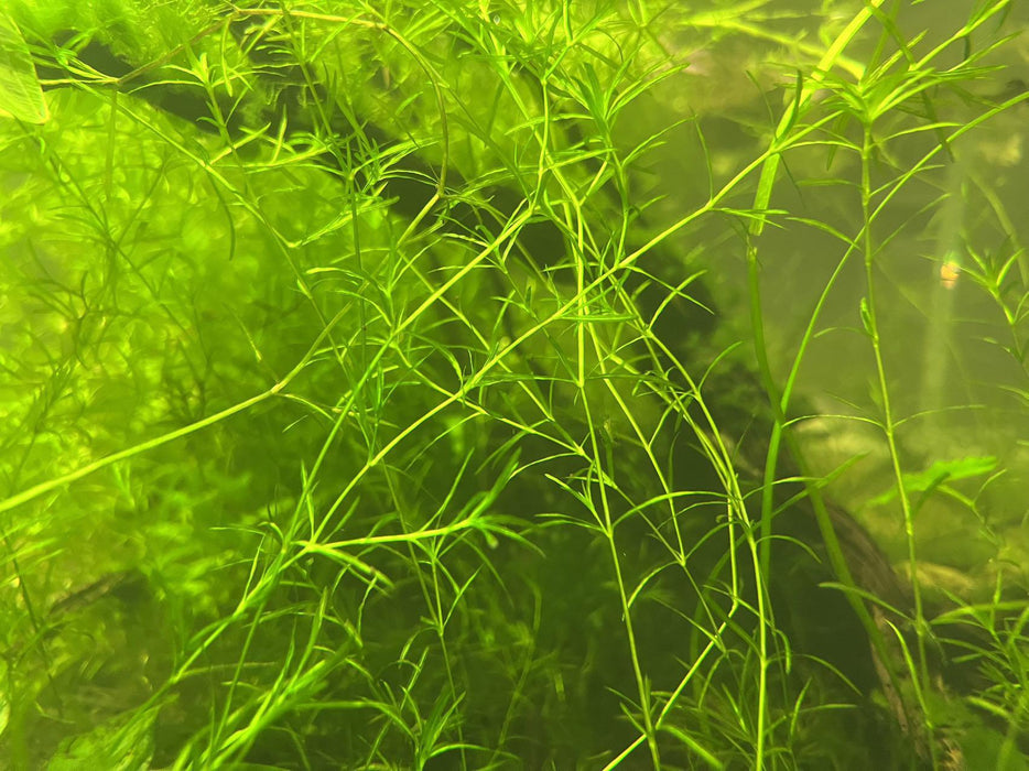 Guppy Grass ( 5cm Palm Size)