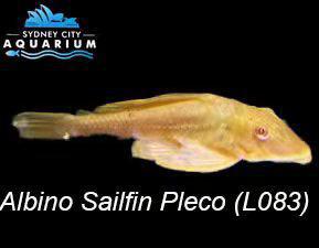 Plecostomus - Albino Sailfin L083