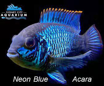 Neon Blue Acara