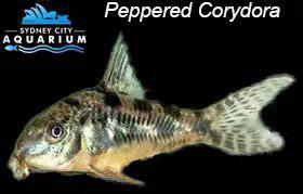 Corydoras - Peppered