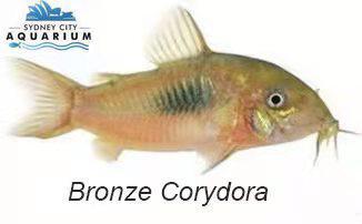 Corydoras-Bronze