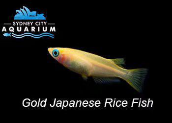 Japanese Rice Fish - Golden Madaka