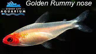 Golden Rummynose Tetra