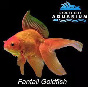 Goldfish- Fantail