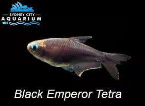 Black Emperor Tetra
