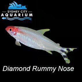 Diamond Rummy Nose Tetra
