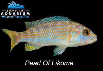 Pearl of Likoma –Mel. joanjohnsonae