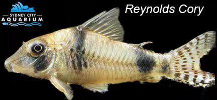 Corydoras - Reynold