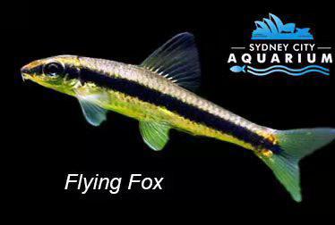 Siamese Flying Fox - Algae Eater