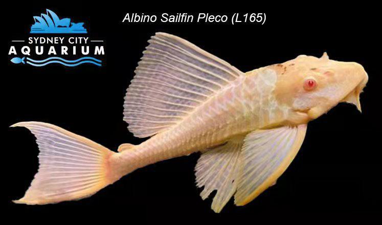 Plecostomus - Albino Sailfin L165