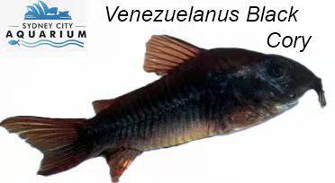 Corydoras - venezuelanus Black