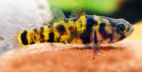 Dwarf Bumblebee Goby - Brachygobius Ocelot