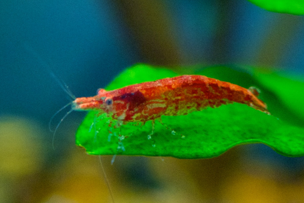 Cherry Shrimp- Red