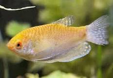 golden gourami fish