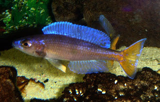 Cyprichromis leptosoma Utinta