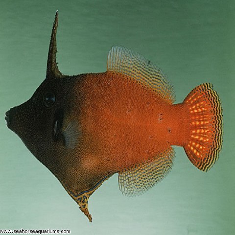 Redtail filefish - Pervagor melanocephalus