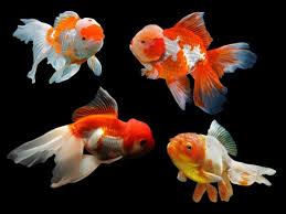 Oranda Goldfish- Assorted