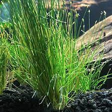 Hairgrass local Potted