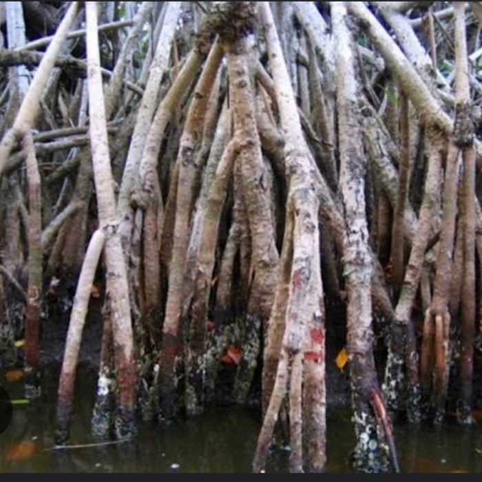 Mangrove Root