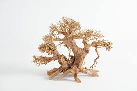 Drift Wood / Bonsai