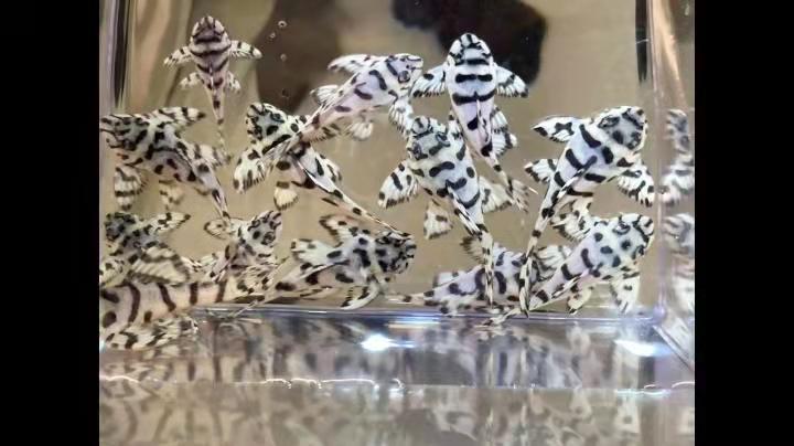 Super White Pleco L236 - Hypancistrus sp. L236 — Sydney City Aquarium