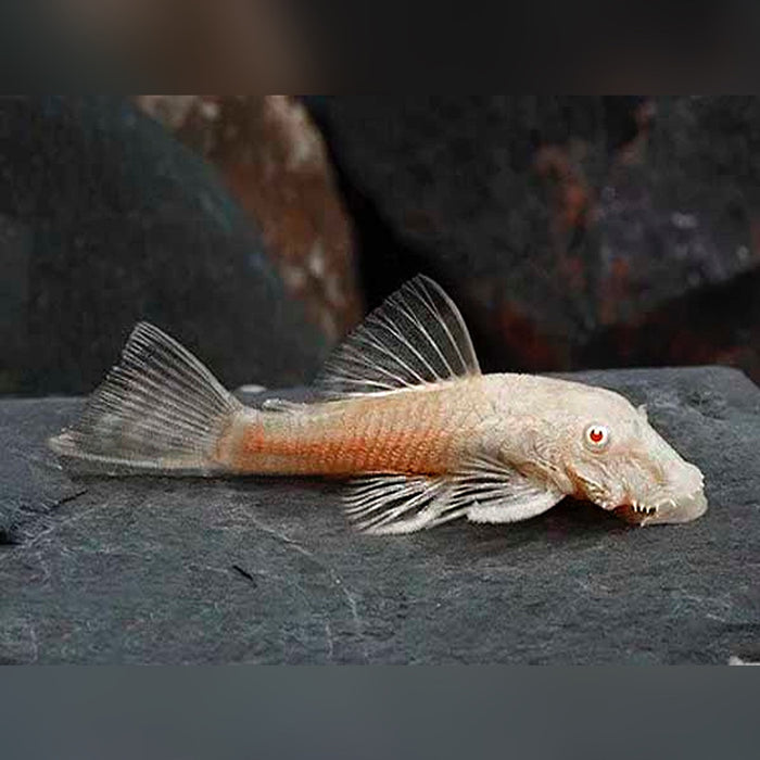 Bristlenose-Albino - Ancistrus sp. or Ancistrus cirrhosus