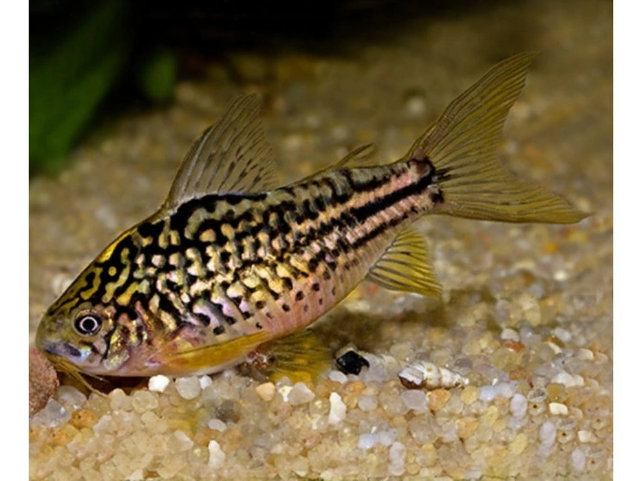 Corydoras Napo - Corydoras napoensis