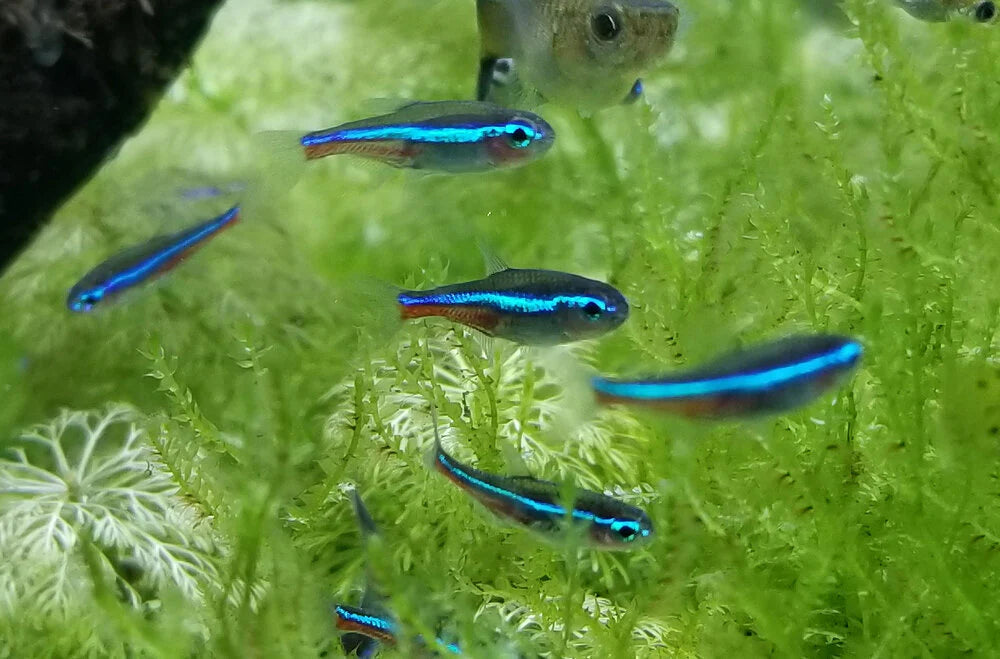 Green Neon Tetra - Paracheirodon innesi
