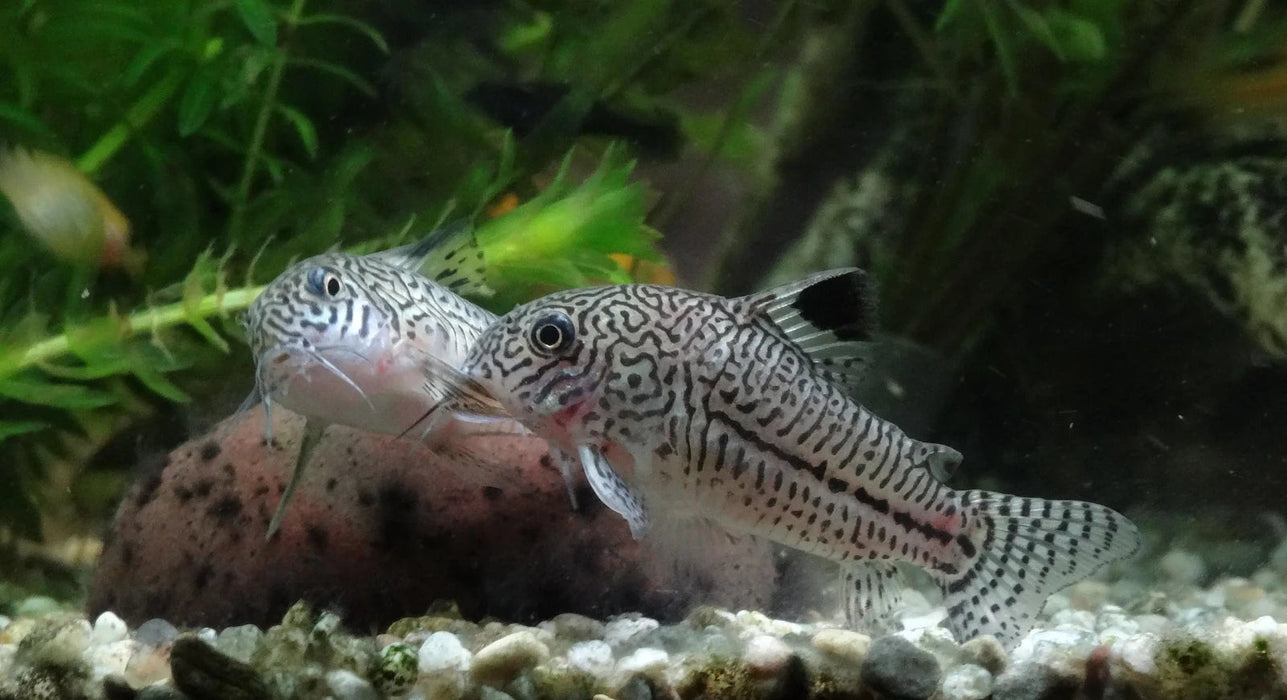 Julii Cory (Leopard catfish) - Corydora Julii