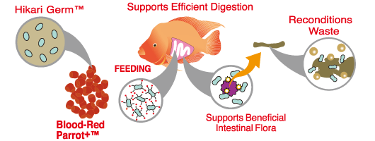Hikari - Blood Red Parrot Plus Mini / Medium