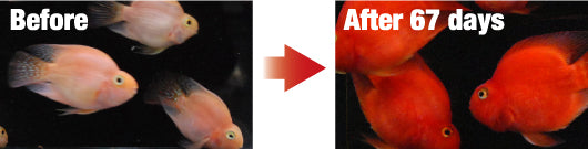 Hikari - Blood Red Parrot Plus Mini / Medium