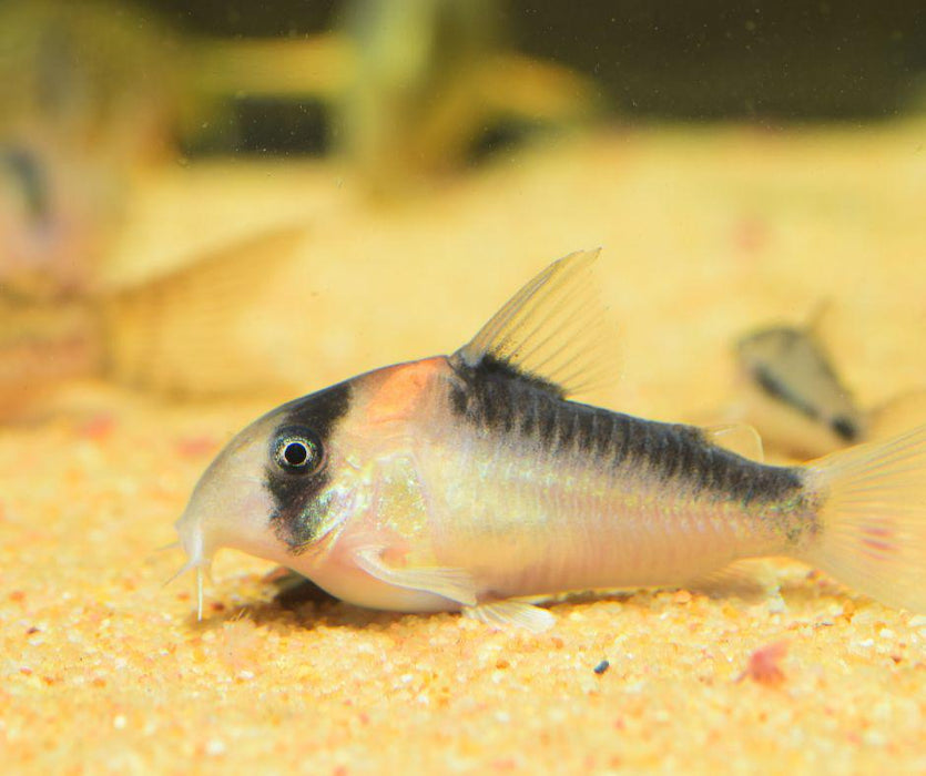 Aldolfoi Corydoras - 2cm