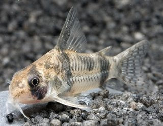 Corydoras Reynold - Corydoras reynoldsi
