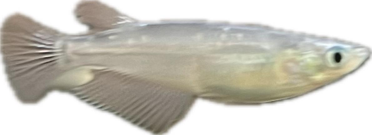 Japanese Rice Fish - Blue White Madaka - Oryzias latipes — Sydney City ...