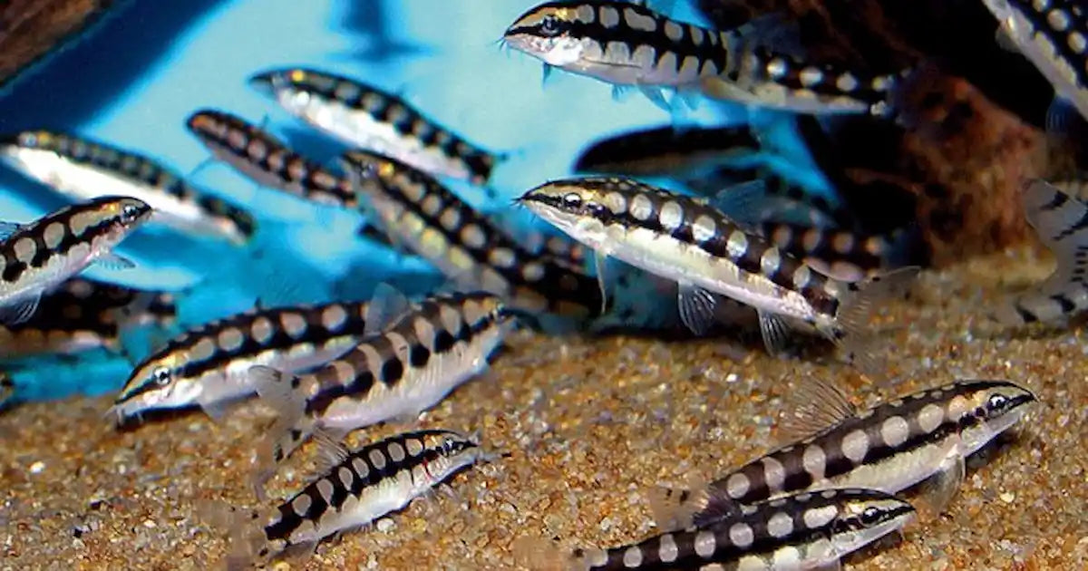 Dwarf Chain Loach - Ambastaia Sidthimunki