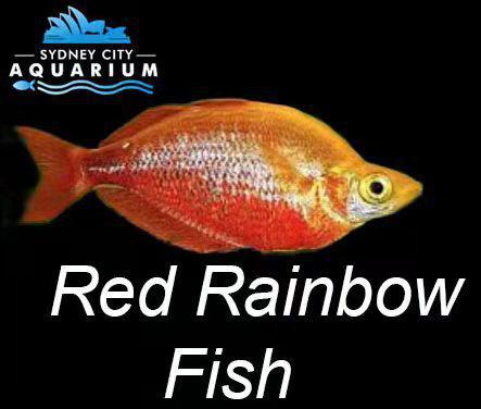 Salmon Red  Rainbow (Glossolepis incisus)