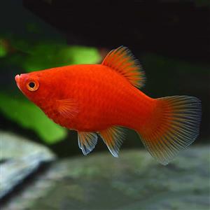 Coral Red Platy