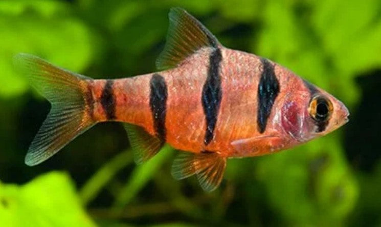 Five Banded Barb - Desmopuntius pentazona johorensis