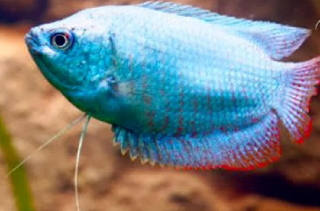 coral blue gourami