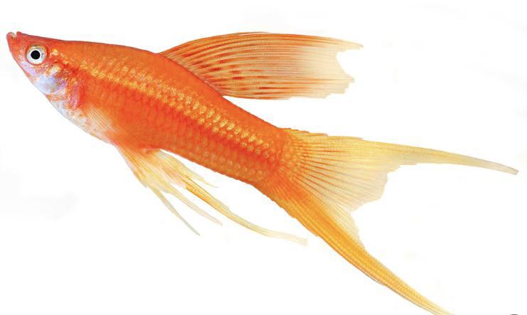 Swordtails (Xiphophorus hellerii)