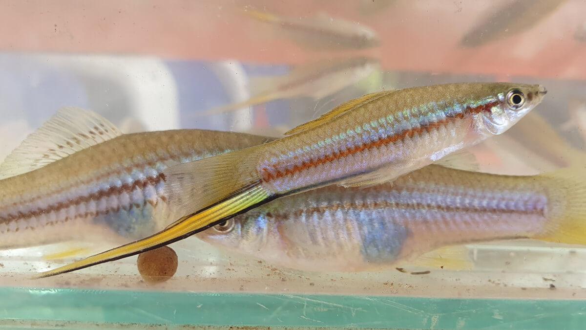 Swordtails (Xiphophorus hellerii)