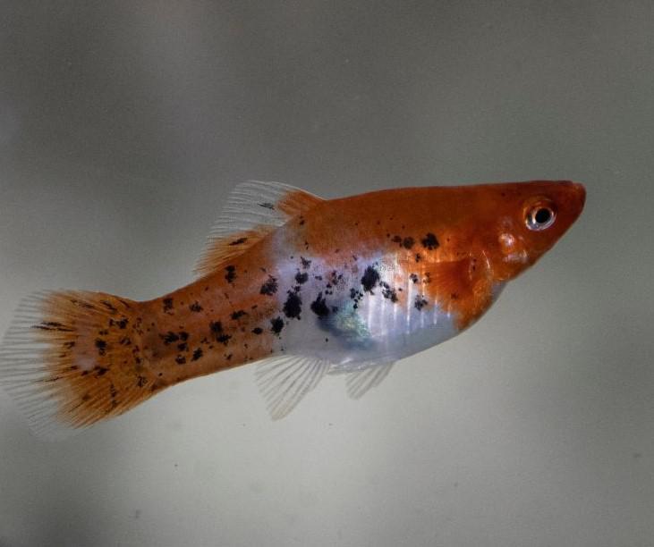 Swordtails (Xiphophorus hellerii)