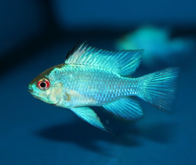 Small Electric Rams Electric Blue Rams Care