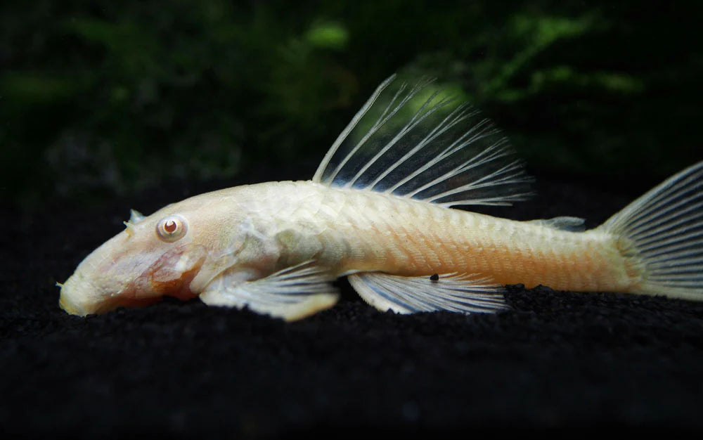 Bristlenose-Albino - Ancistrus sp. or Ancistrus cirrhosus