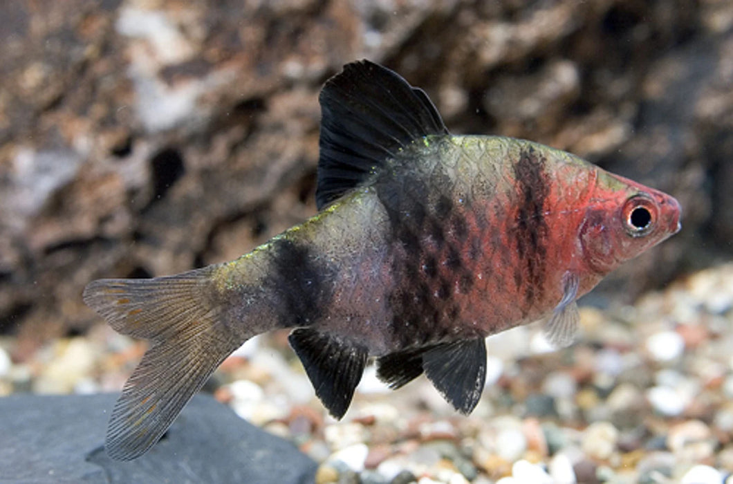Black Ruby Barb — Sydney City Aquarium