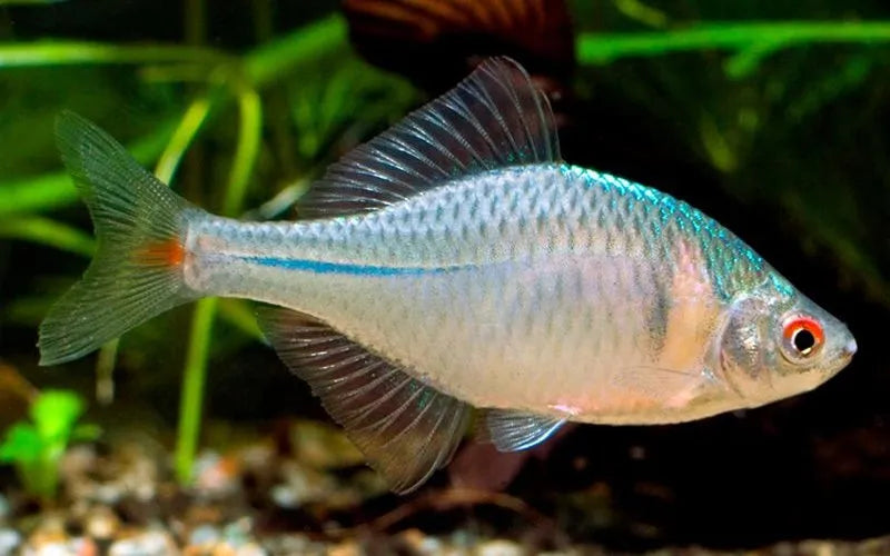 Bitterling blue - Paracheilognathus himantegus