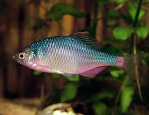 Bitterling blue - Paracheilognathus himantegus